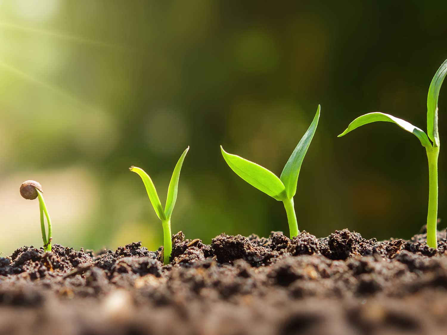 sustainability sustainability