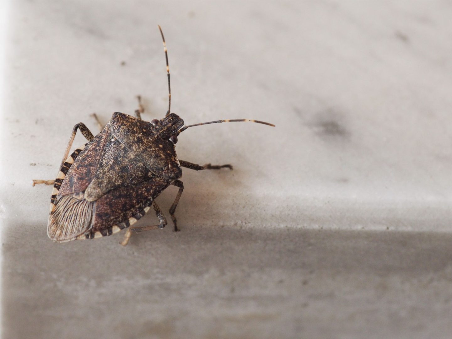 Brown Marmorated Stink Bug Season 2025